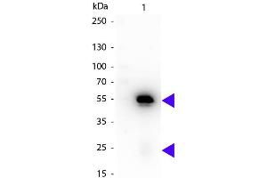 Western blot of Peroxidase conjugated Rat Anti-Rabbit IgG Pre-Adsorbed secondary antibody. (大鼠 anti-兔 IgG (Heavy & Light Chain) Antibody (HRP))