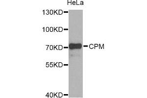 Western blot analysis of extracts of HeLa cells, using CPM Antibody (ABIN5975037) at 1/1000 dilution. (CPM 抗体)