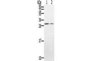 Gel: 12 % SDS-PAGE, Lysate: 40 μg, Lane 1-2: Hepg2 cells, K562 cells, Primary antibody: ABIN7128956(CLDND1 Antibody) at dilution 1/500, Secondary antibody: Goat anti rabbit IgG at 1/8000 dilution, Exposure time: 3 minutes (CLDND1 抗体)