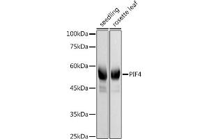 Western blot analysis of extracts of various cell lines, using PIF4 antibody (ABIN7269371) at 1:1000 dilution. (PIF4 抗体)
