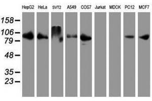 Image no. 2 for anti-Dipeptidyl-Peptidase 9 (DPP9) antibody (ABIN1497904) (DPP9 抗体)