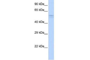 WB Suggested Anti-TRIM39 Antibody Titration:  0. (TRIM39 抗体  (Middle Region))