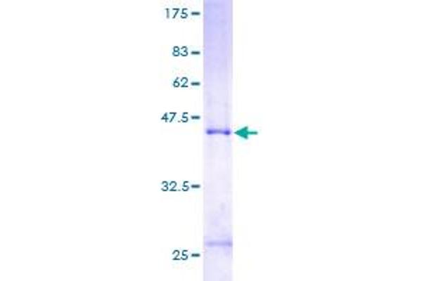 MCTS1 Protein (AA 1-181) (GST tag)