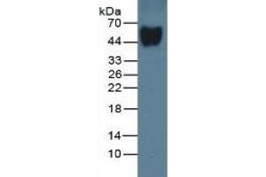 Mouse Capture antibody from the kit in WB with Positive Control: Sample Rat Serum. (Vitamin D-Binding Protein ELISA 试剂盒)