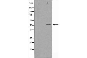 Western blot analysis of extracts from 293 cells, using Cytochrome P450 8B1 antibody.