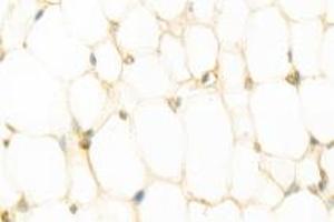 Immunohistochemistry analysis of paraffin-embedded rat white fat using,Resistin (ABIN7075402) at dilution of 1: 800