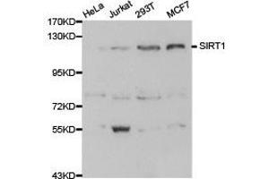 Western Blotting (WB) image for anti-Sirtuin 1 (SIRT1) (C-Term) antibody (ABIN1874784) (SIRT1 抗体  (C-Term))