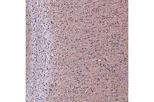 IHC analysis of SERAC1 using anti-SERAC1 antibody (ABIN7602709).