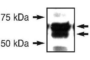 Western blot analysis of ERO1L in an endogenous 293T cell lysate using ERO1L polyclonal antibody . (ERO1L 抗体  (N-Term))