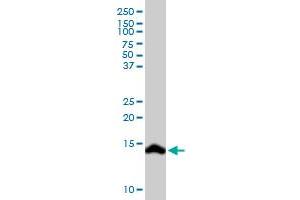 SCT MaxPab rabbit polyclonal antibody. (Secretin 抗体  (AA 1-121))