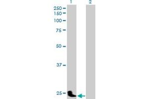 Western Blot analysis of PSG11 expression in transfected 293T cell line by PSG11 MaxPab polyclonal antibody. (PSG11 抗体  (AA 1-219))