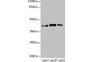 Western blot All lanes: PTGES2 antibody at 3. (PTGES2 抗体  (AA 88-377))