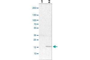 Western blot analysis of cell lysates with MRPS24 polyclonal antibody ( Cat # PAB28022 ) at 1:100-1:500 dilution.