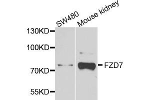 Western blot analysis of extracts of various cell lines, using FZD7 antibody (ABIN5972342) at 1/1000 dilution. (FZD7 抗体)