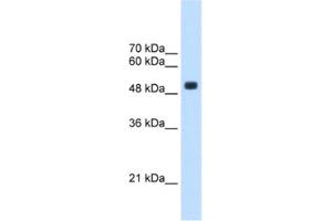 Western Blotting (WB) image for anti-tRNA Methyltransferase 2 Homolog B (TRMT2B) antibody (ABIN2463234) (TRMT2B 抗体)
