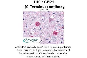 Image no. 1 for anti-G Protein-Coupled Receptor 1 (GPR1) (C-Term) antibody (ABIN1734887) (G Protein-Coupled Receptor 1 抗体  (C-Term))