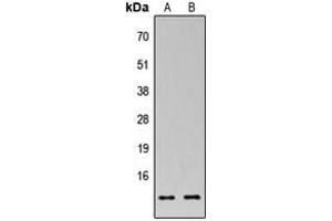 Western blot analysis of MRPS33 expression in HEK293T (A), Raw264.