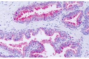 Anti-GPR63 antibody IHC staining of human prostate.