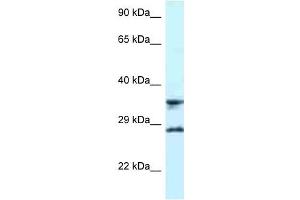 Western Blot showing RPS6 antibody used at a concentration of 1 ug/ml against U937 Cell Lysate (RPS6 抗体  (C-Term))