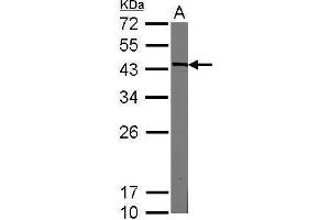 WB Image Sample (20 ug of whole cell lysate) A: mouse ESC 12% SDS PAGE antibody diluted at 1:3000 (Nanog 抗体)