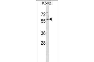 NSC1 Antibody (C-term) (ABIN1881522 and ABIN2838699) western blot analysis in K562 cell line lysates (35 μg/lane). (MANSC1 抗体  (C-Term))