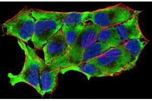 Immunofluorescence analysis of HeLa cells using NOS1 mouse mAb (green). (NOS1 抗体  (AA 17-153))