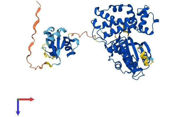 POLM Protein (AA 1-494) (His tag)