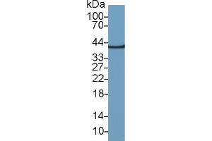 Western Blotting (WB) image for anti-Glyceraldehyde-3-Phosphate Dehydrogenase (GAPDH) (AA 2-148) antibody (ABIN7429394)