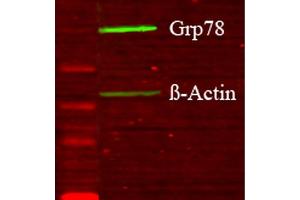 Western blot analysis of Human Glucose deprived glia cell lysates showing detection of GRP78 protein using Rabbit Anti-GRP78 Polyclonal Antibody . (GRP78 抗体  (N-Term) (Atto 594))