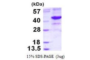 Endonuclease 8-like 2 (NEIL2) (AA 1-332) protein (His tag)