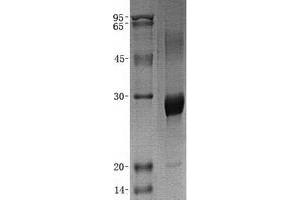 Validation with Western Blot