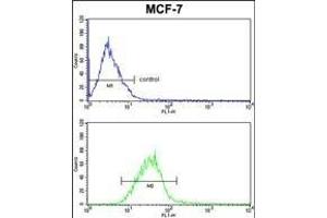 PIN1 Antibody (Center) (ABIN652906 and ABIN2842584) FC analysis of MCF-7 cells (bottom histogram) compared to a negative control cell (top histogram). (PIN1 抗体  (AA 30-56))