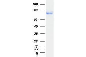 Western Blotting (WB) image for Phospholipase A2, Group IVA (Cytosolic, Calcium-Dependent) (PLA2G4A) protein (Myc-DYKDDDDK Tag) (ABIN2729077)