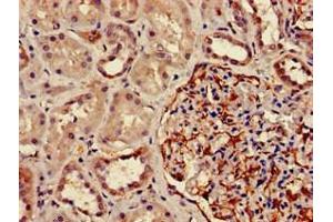 Immunohistochemistry of paraffin-embedded human kidney tissue using ABIN7150590 at dilution of 1:100 (DPM1 抗体  (AA 2-260))