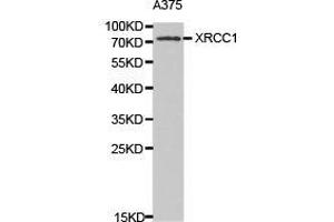 Western Blotting (WB) image for anti-X-Ray Repair Complementing Defective Repair in Chinese Hamster Cells 1 (XRCC1) antibody (ABIN1875363)