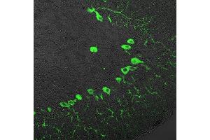 Immunohistochemistry (IHC) image for anti-Inositol 1,4,5-Trisphosphate Receptor, Type 1 (ITPR1) (AA 2731-2749) antibody (ABIN1742253)