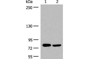 Western blot analysis of 293T cell lysates using GPRC6A Polyclonal Antibody at dilution of 1:200 (GPRC6A 抗体)