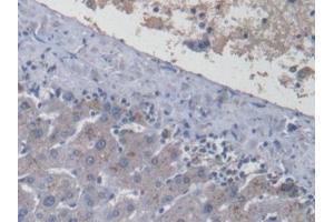 Detection of LRG1 in Human Liver Tissue using Monoclonal Antibody to Leucine Rich Alpha-2-Glycoprotein 1 (LRG1) (LRG1 抗体  (AA 37-340))