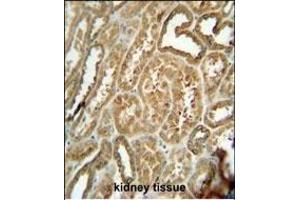 EFHB antibody (N-term) (ABIN654858 and ABIN2844520) immunohistochemistry analysis in formalin fixed and paraffin embedded human kidney tissue followed by peroxidase conjugation of the secondary antibody and DAB staining. (EFHB 抗体  (N-Term))