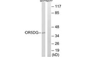 Western Blotting (WB) image for anti-Olfactory Receptor, Family 5, Subfamily D, Member 16 (OR5D16) (AA 201-250) antibody (ABIN2891142) (OR5D16 抗体  (AA 201-250))