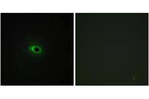 Immunofluorescence (IF) image for anti-Collagen, Type XII, alpha 1 (COL12A1) (AA 1481-1530) antibody (ABIN2889923) (COL12A1 抗体  (AA 1481-1530))