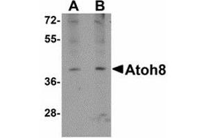 Image no. 1 for anti-Atonal Homolog 8 (ATOH8) (C-Term) antibody (ABIN478063) (ATOH8 抗体  (C-Term))