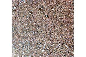 IHC analysis of Synapsin II using anti-Synapsin II antibody (ABIN4886735). (SYN2 抗体  (AA 497-582))