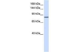 WB Suggested Anti-PCDHAC1 Antibody Titration:  0. (PCDHAC1 抗体  (N-Term))