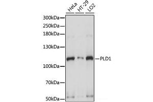 Western blot analysis of extracts of various cell lines using PLD1 Polyclonal Antibody at dilution of 1:1000. (PLD1 抗体)