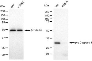 Western blotting analysis using pro Caspase 3 antibody (ABIN7799900).