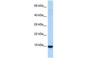 anti-Inhibitor of DNA Binding 3, Dominant Negative Helix-Loop-Helix Protein (ID3) (AA 58-107) antibody