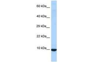 Image no. 1 for anti-Inhibitor of DNA Binding 3, Dominant Negative Helix-Loop-Helix Protein (ID3) (AA 58-107) antibody (ABIN6748024) (ID3 抗体  (AA 58-107))