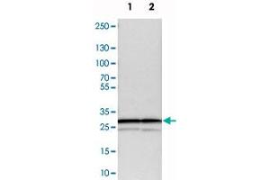 Western blot analysis of cell lysates with PSMA3 polyclonal antibody . (PSMA3 抗体)