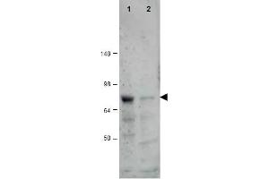Image no. 1 for anti-CCCTC-Binding Factor (Zinc Finger Protein)-Like (CTCFL) (AA 9-26) antibody (ABIN401325) (CTCFL 抗体  (AA 9-26))